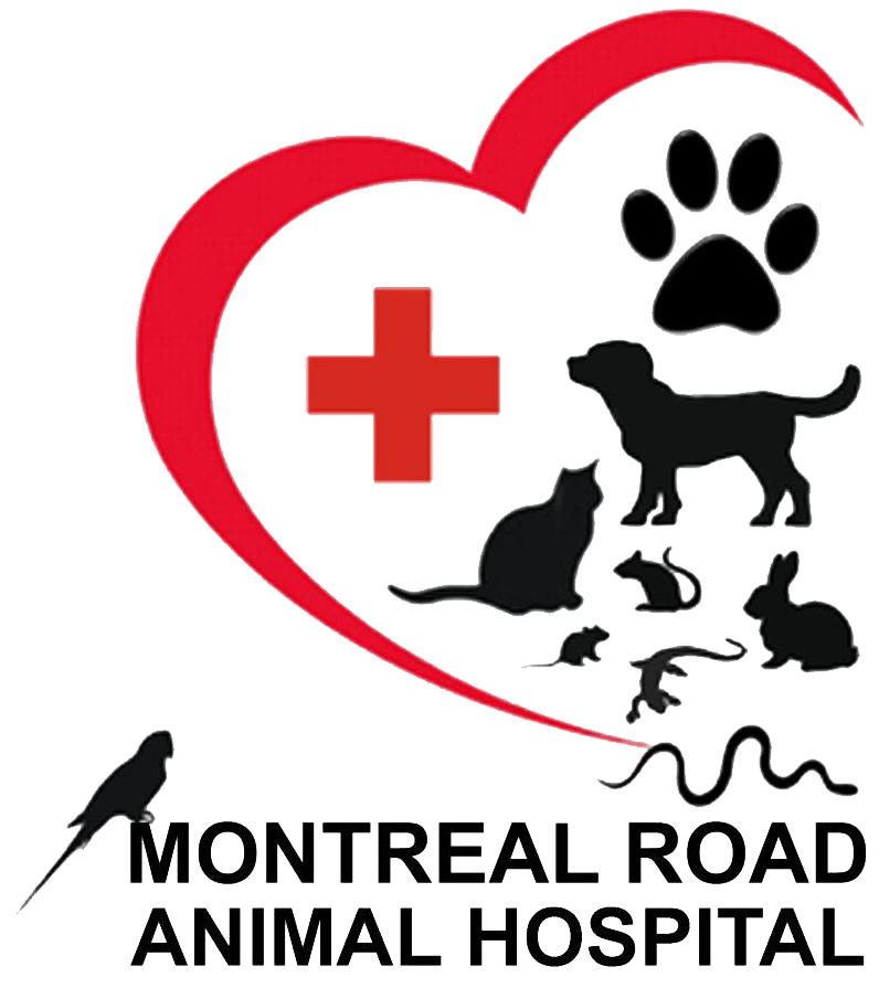 Montreal road animal hospital